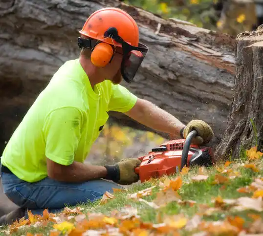 tree services Melrose